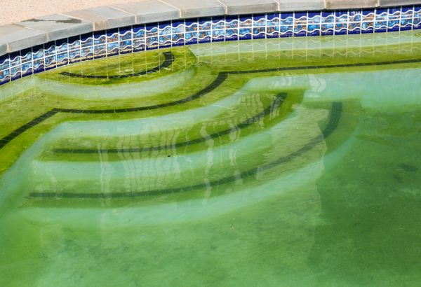 Cost of Pool Deck Algae Removal in Provo